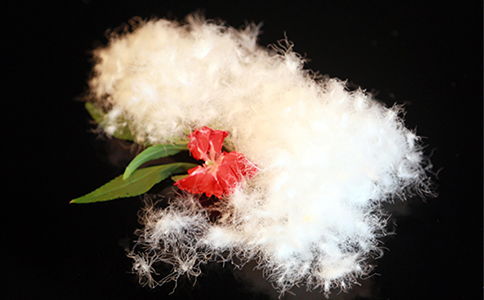 安徽羽絨加工生產(chǎn)廠家?guī)私饽壳笆袌?chǎng)